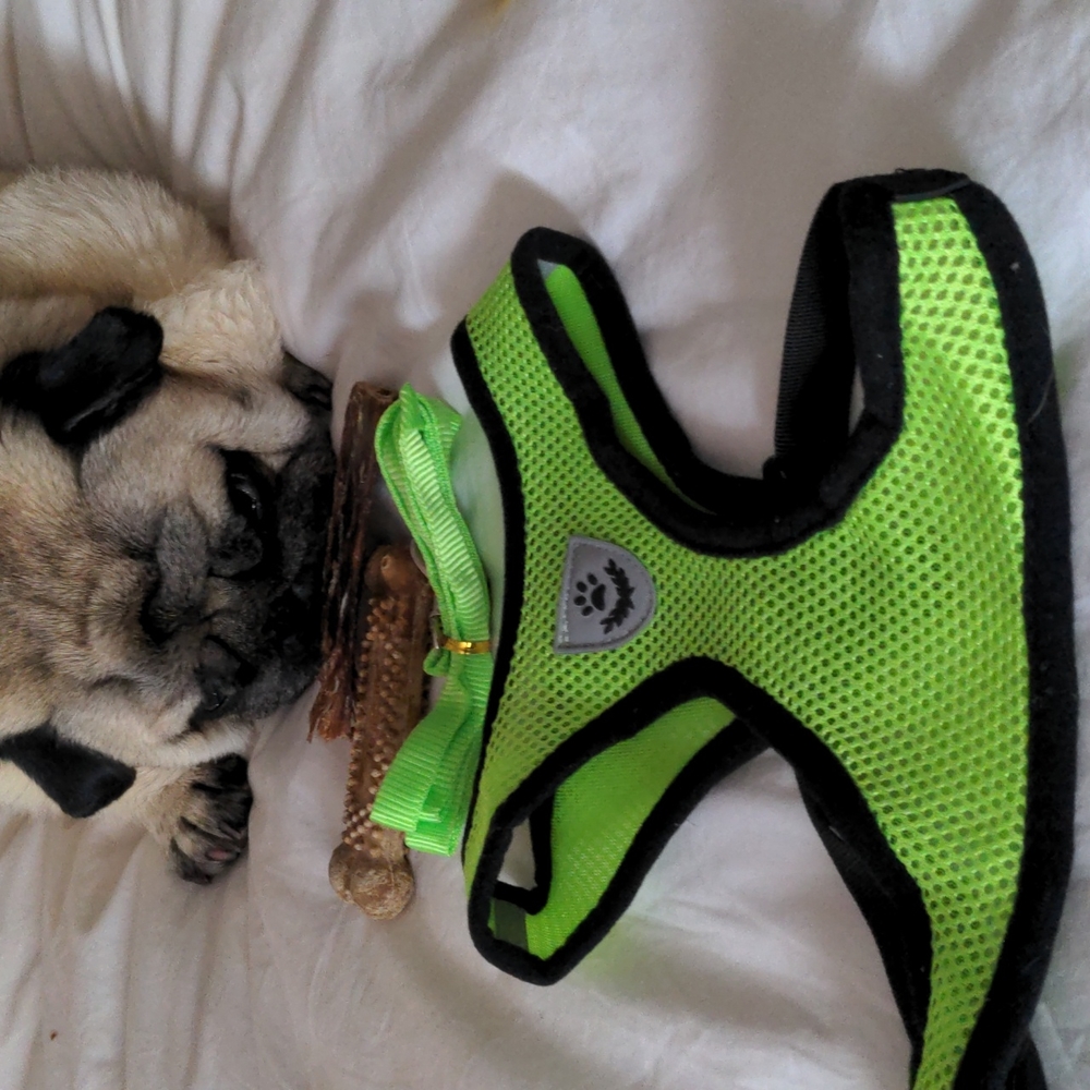 NWOT Neon green harness and leash - Picture 7 of 8